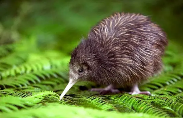 ¿Existen aves sin alas? - Puede un pájaro nacer sin alas existen aves sin alas - Puede un pájaro nacer sin alas