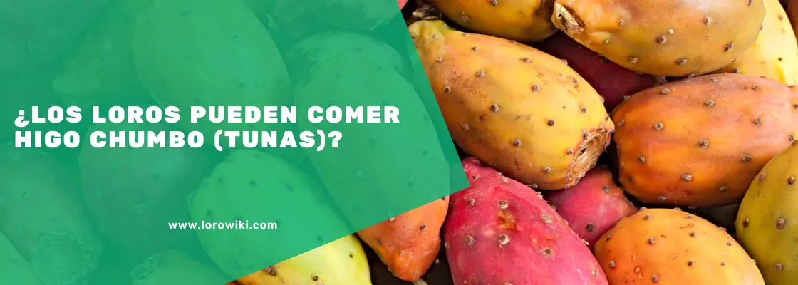 los loros pueden comer higos - Pueden los loros comer higos