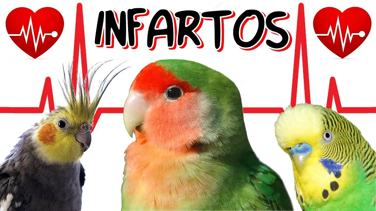 infarto en pajaros - Pueden los pájaros sufrir infartos