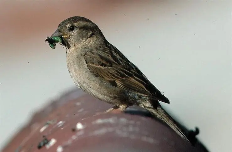 pajaros granada - Pueden los pájaros tener semillas de granada