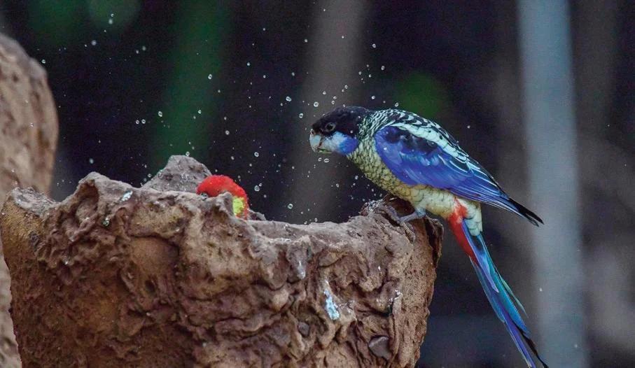 los loros se bañan en invierno - Puedo bañar a mi loro en invierno