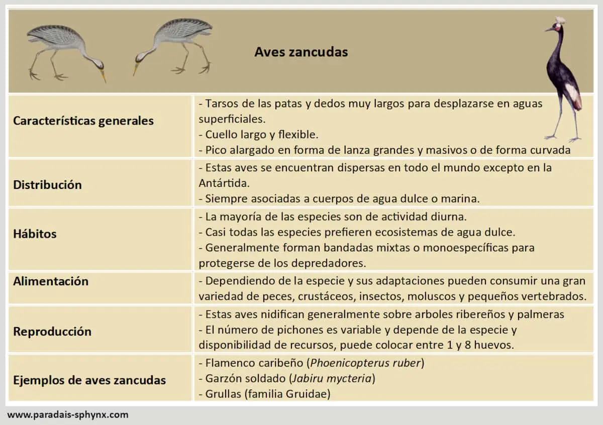 ejemplos de aves zancudas - Qué adaptaciones tienen las aves zancudas