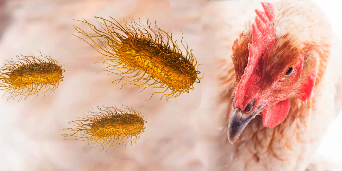 agente causal de la salmonella en aves - Qué agente produce la Salmonella
