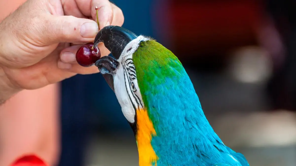 Guacamayo y la importancia de la vitamina D - Qué alimentos son altos en vitamina D guacamayo vitamina d - Qué alimentos son altos en vitamina D