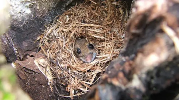 animales que hacen nidos que no sean pajaros - Qué animal construye su hogar