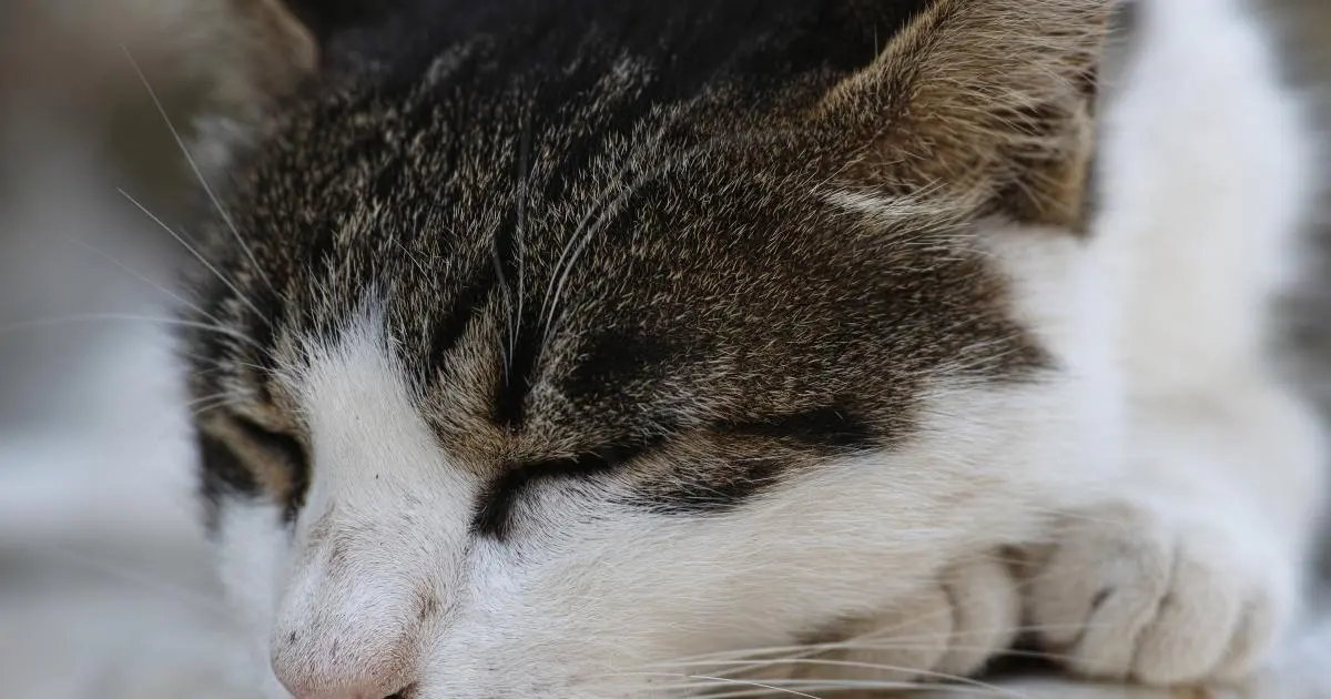 ¿Cuál es el pájaro que más duerme? - Qué animal duerme hasta 250 veces al día cual es el pajaro que mas duerme - Qué animal duerme hasta 250 veces al día
