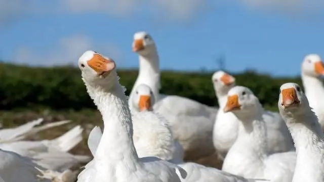 aves que empiecen con g - Qué animal empieza con la letra G