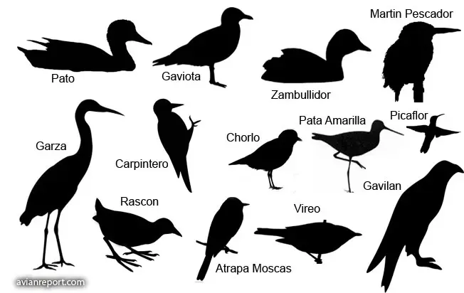 ave domestica que empiece con o - Qué animal empieza con la letra Q