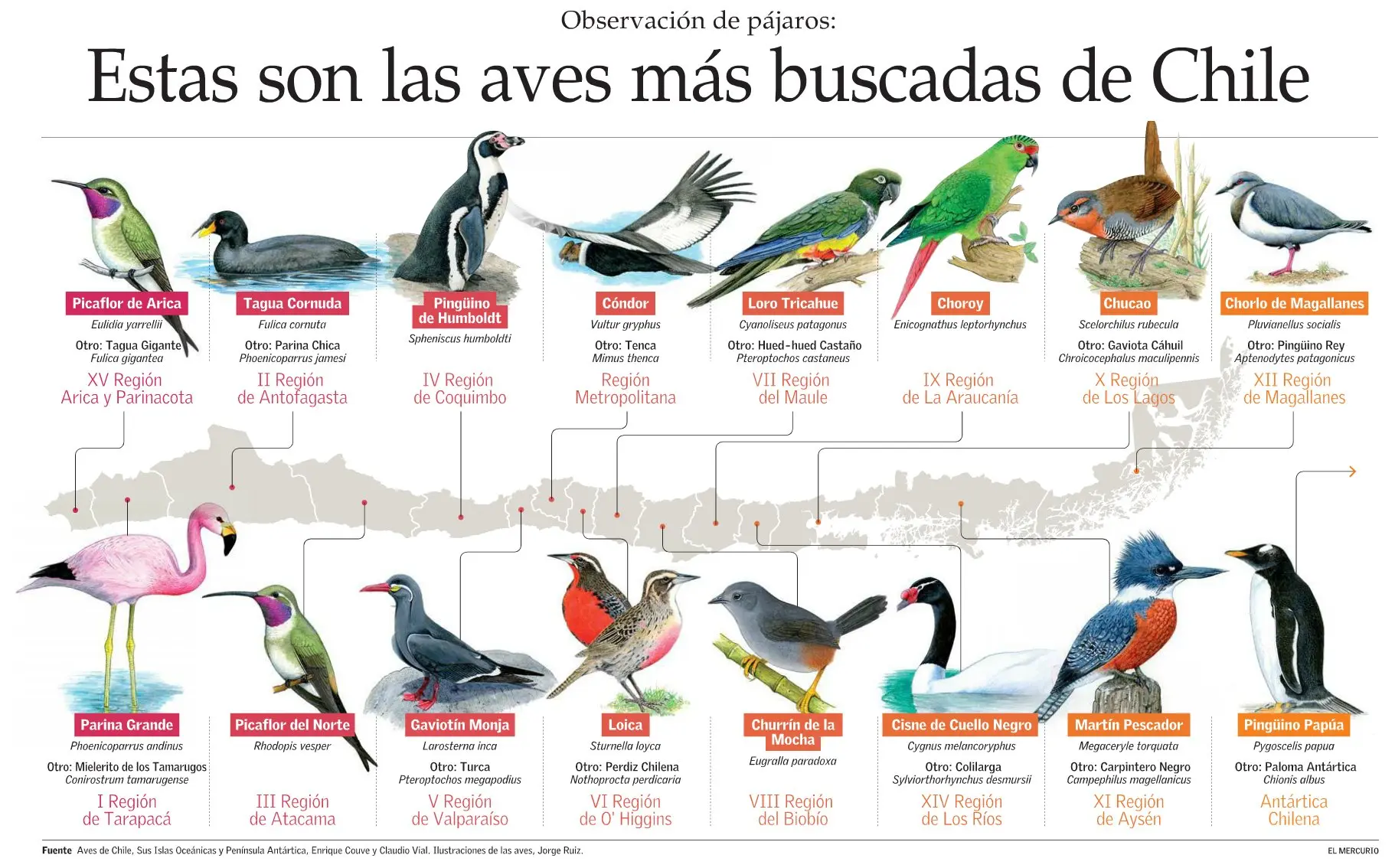 aves con x - Qué animal empieza con la letra W