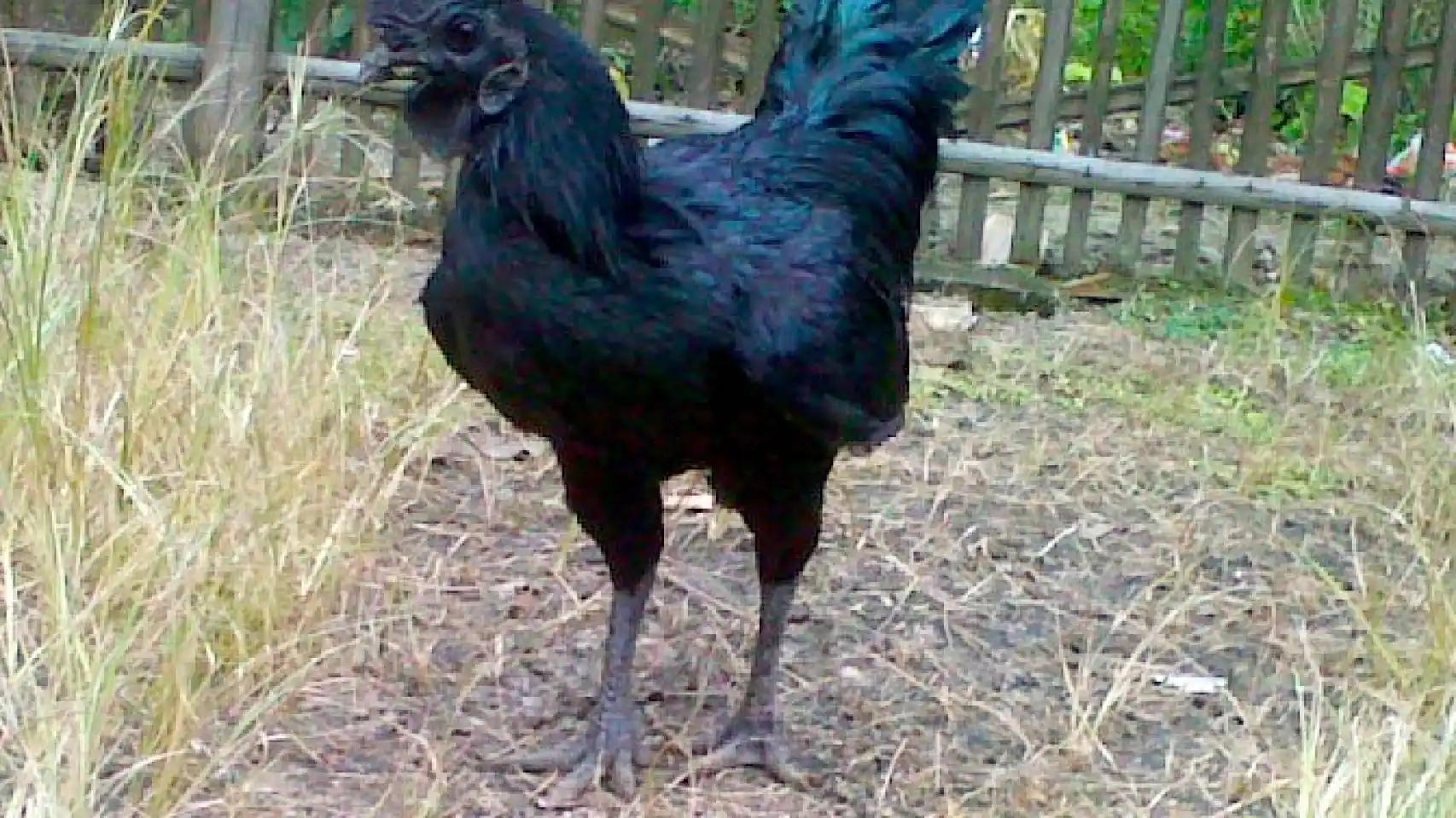 ave de piel negra y carne negra - Qué animal es el pollo negro