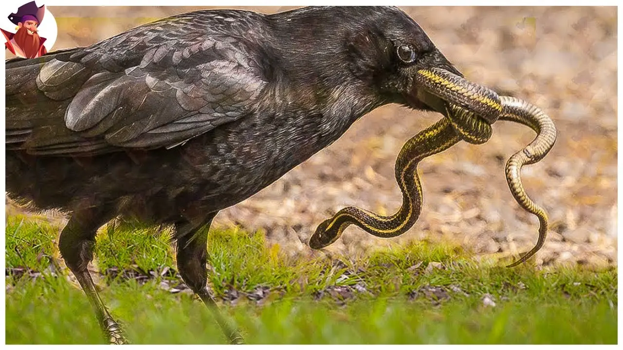 aves vs serpientes - Qué animal es inmune al veneno de la serpiente