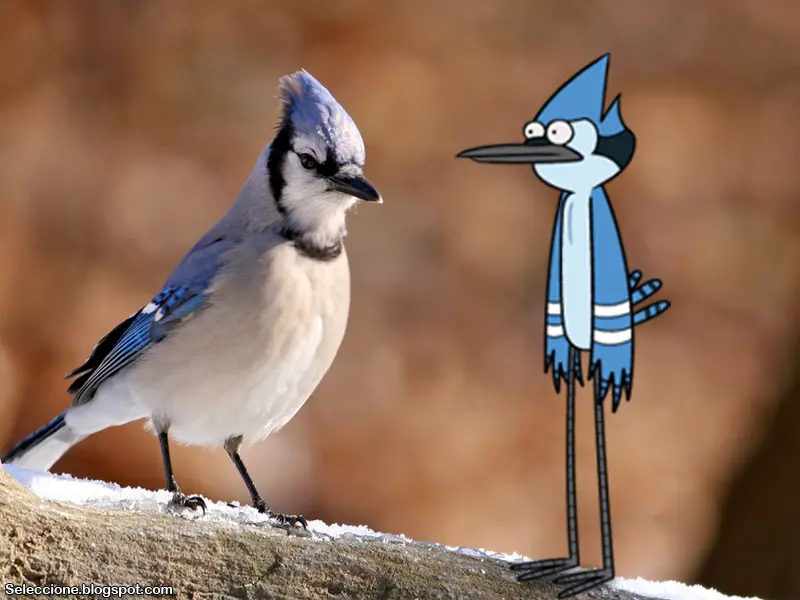 como se llama el pajaro azul de un show mas - Qué animal es Skips