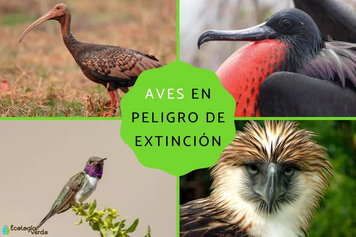 que aves estan en peligro de extincion en argentina - Qué animal está en peligro de extinción en la Argentina