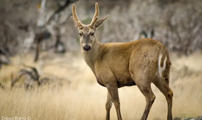 animales y aves en peligro en ka oatagonia - Qué animal está en peligro de extinción en la Patagonia