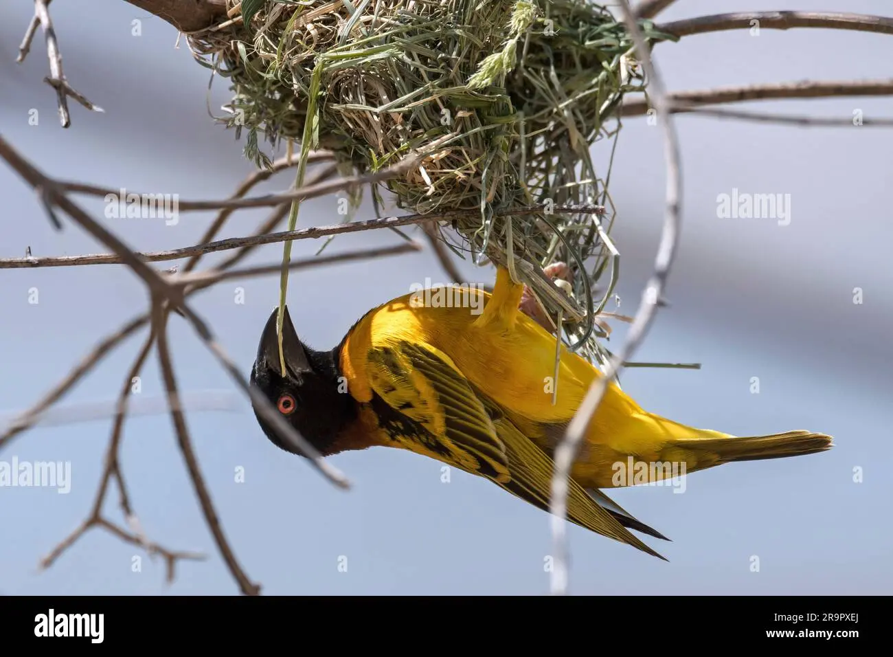 ave teje las hojas para anidar - Qué animal hace nido con hojas