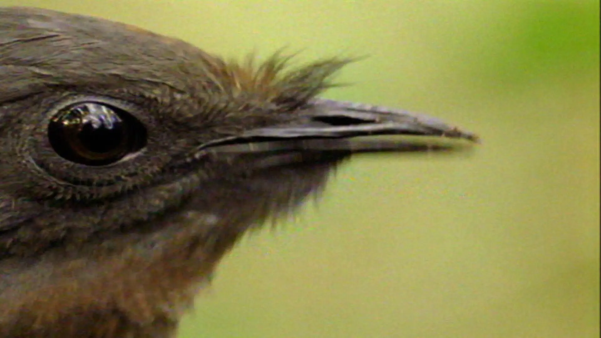 Pájaro que suena como alarma - Qué animal hace sonido como alarma pajaro que suena como alarma - Qué animal hace sonido como alarma