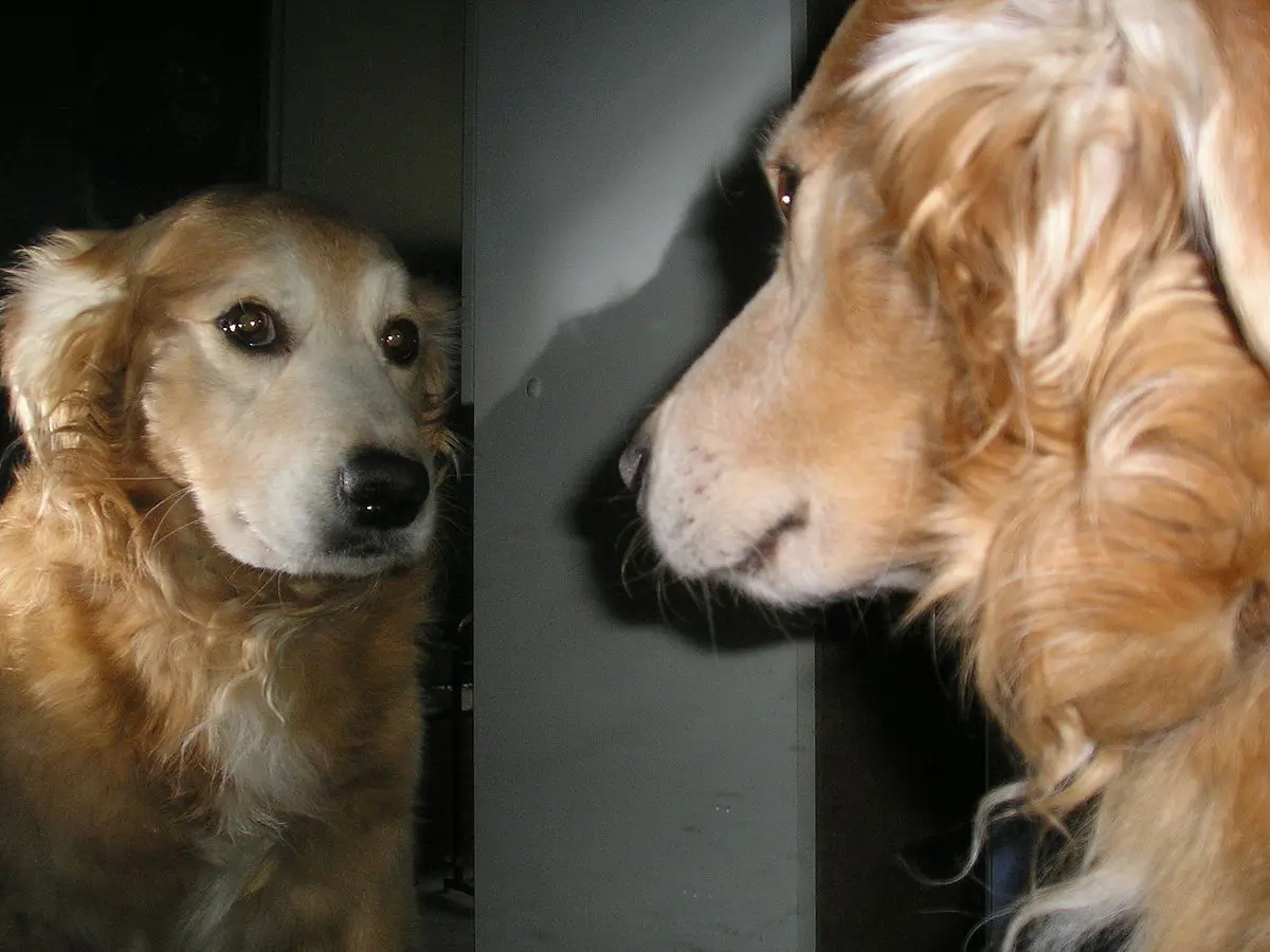 Ave que se ve en espejo - Qué animal no es capaz de reconocerse a sí mismo en un espejo ave que se ve en espejo - Qué animal no es capaz de reconocerse a sí mismo en un espejo