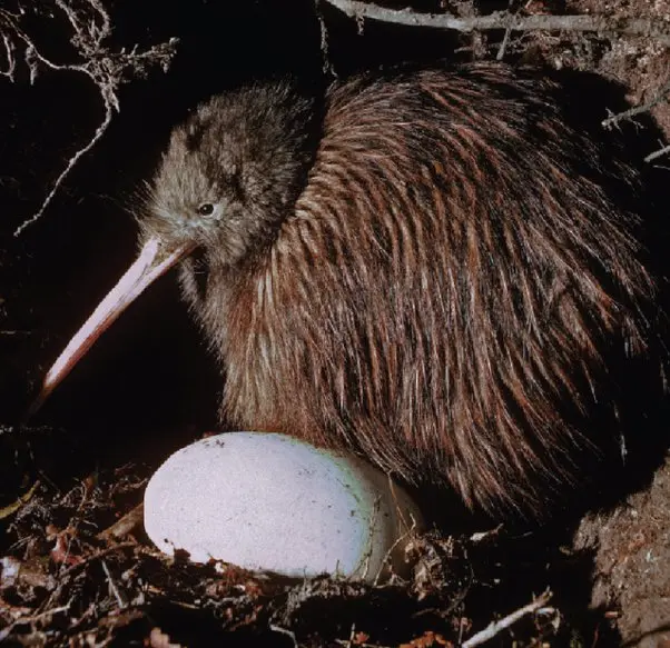 las aves tienen vejiga - Qué animal no tiene vejiga urinaria