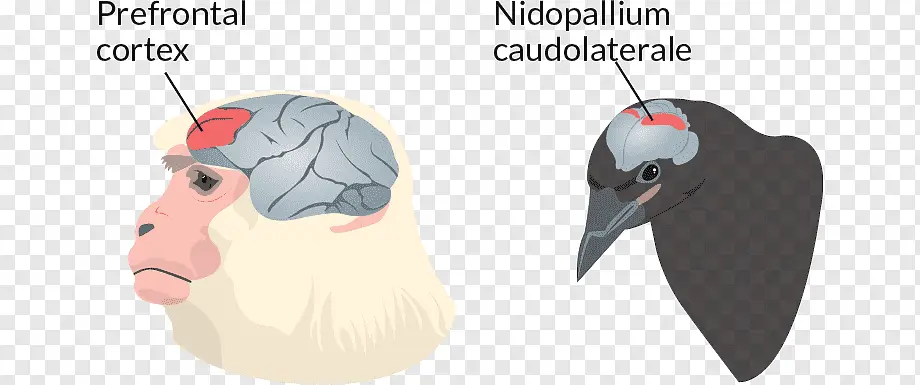 de que tamaño es el cerebro de un pajaro - Qué animal posee el cerebro más grande