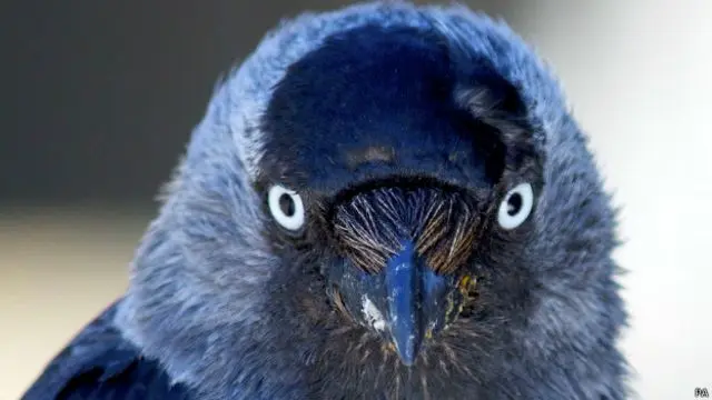 ave que cambia de color en los ojos nuestro planeta - Qué animal puede ver más colores que los humanos