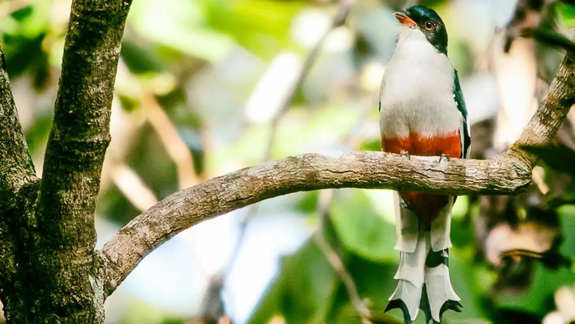 aves de cuba - Qué animal representa a Cuba