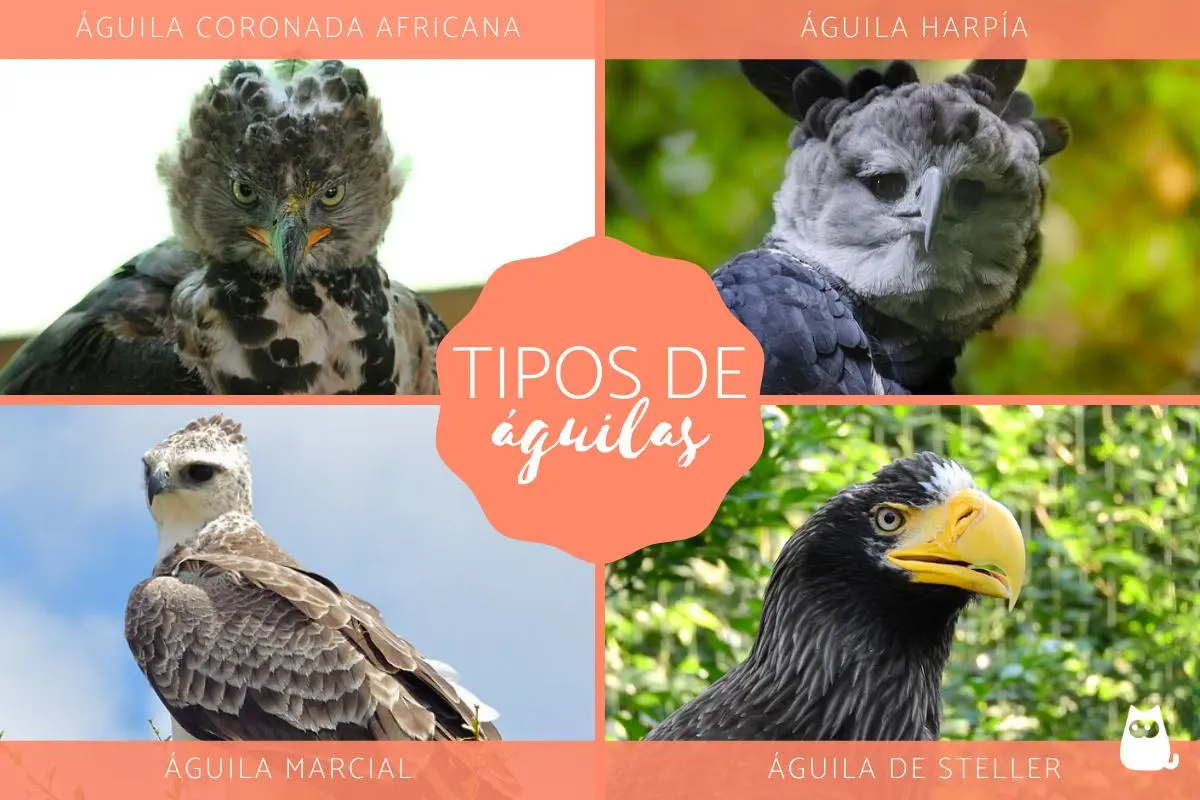 aguila pájaros relacionados - Qué animal representa la águila