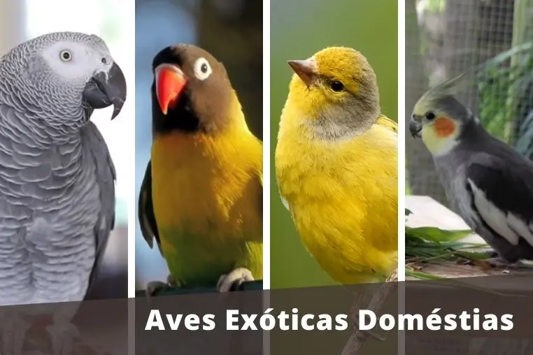 ave domestica que empieza con o - Qué animal termina en O