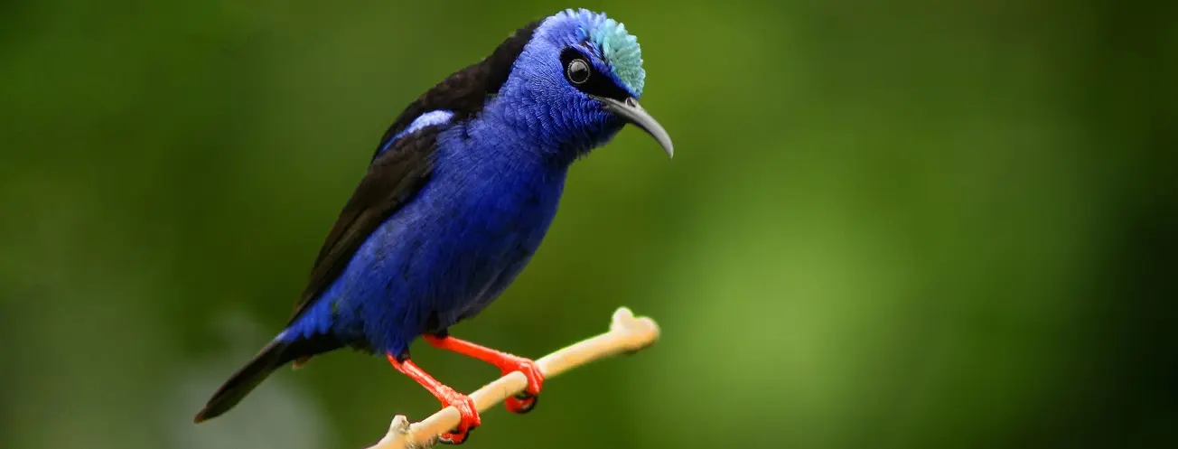 aves caracteristicas de grecia - Qué animales adoraban los griegos