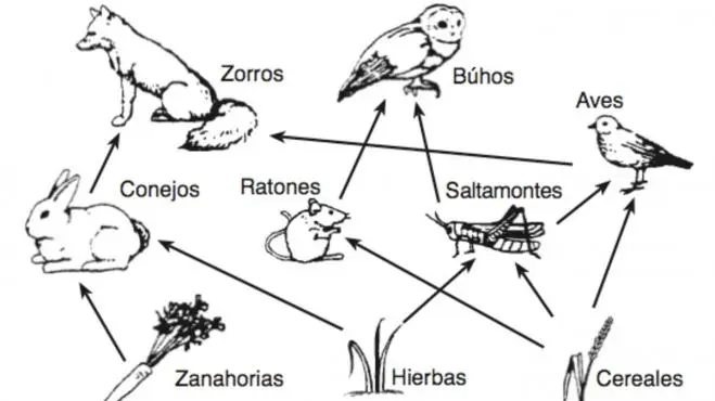 quien se come a las aves - Qué animales cazan cuervos