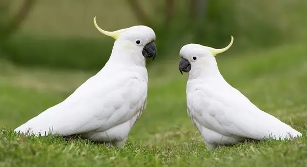 ave animales de compañia - Qué animales de compañía