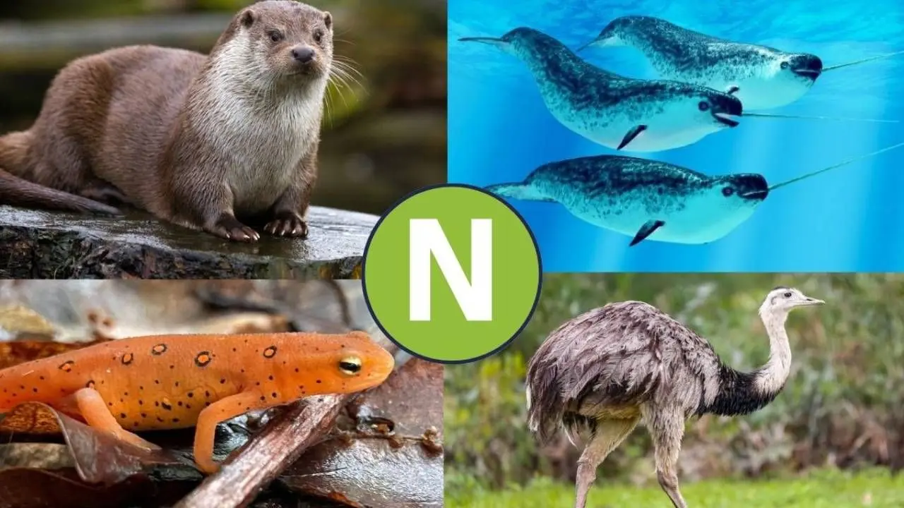 animal o ave con n - Qué animales empiezan con la letra N