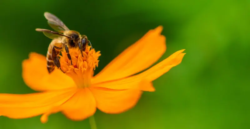 Alimentación de aves: tipos de mutualismo - Qué animales están en el mutualismo alimentacion de aves tipo de mutualismo - Qué animales están en el mutualismo