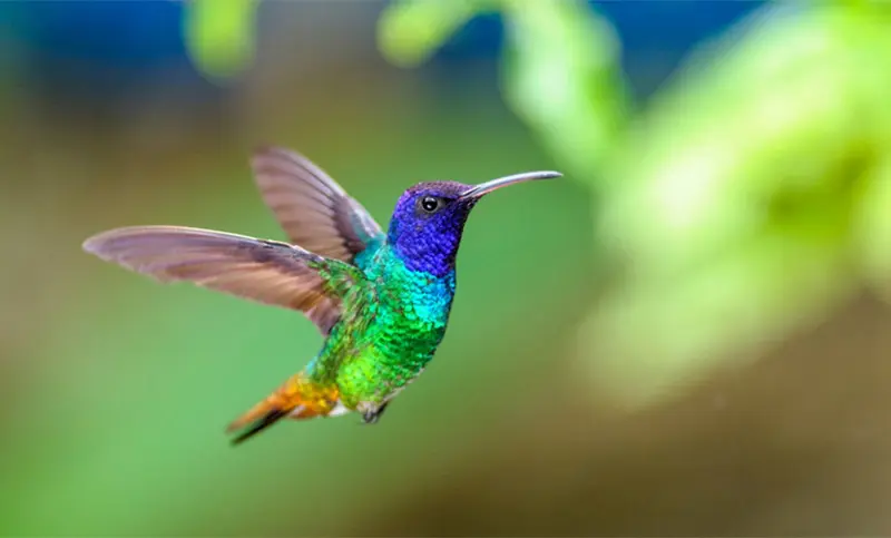 aves que corren riesgo de desaparecer en argentina - Qué animales están en peligro de extinción 2023