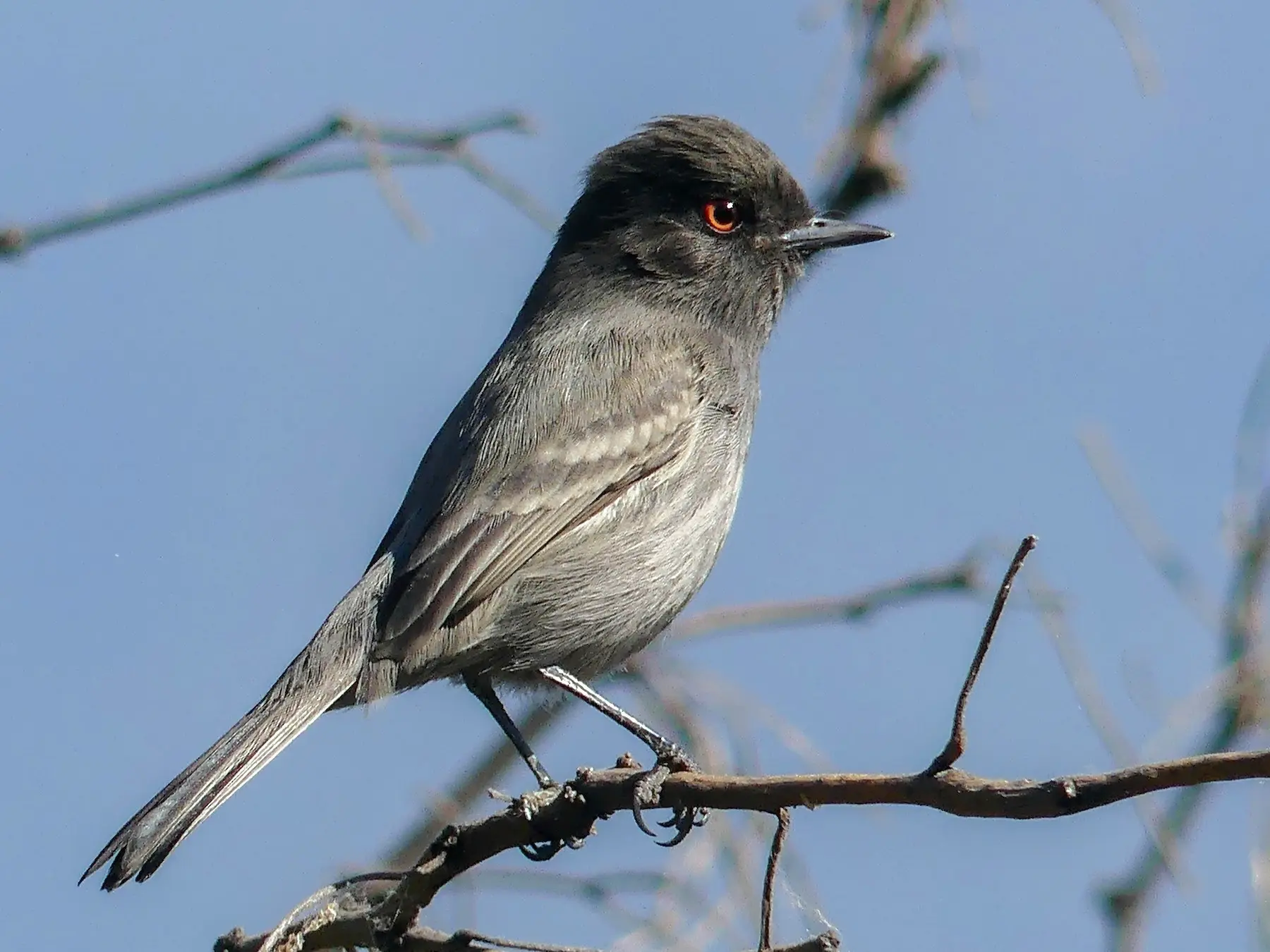 ave chaqueña - Qué animales están en peligro de extinción en el Chaco