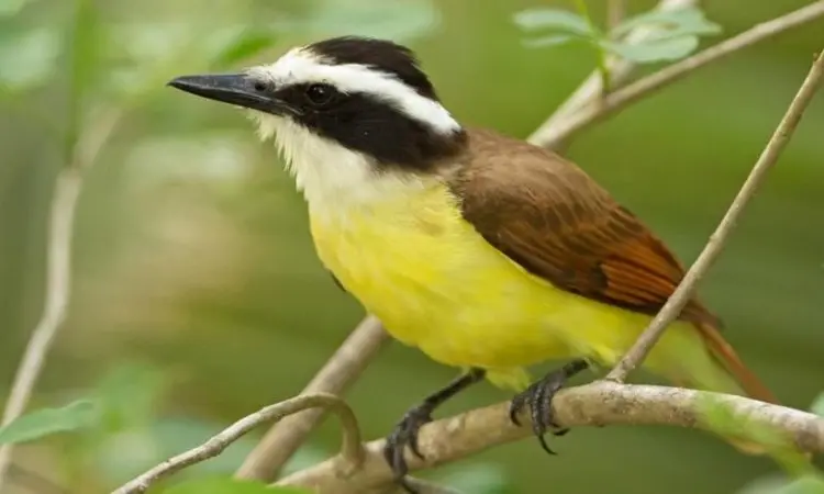 aves de santa fe - Qué animales habitan en la provincia de Santa Fe