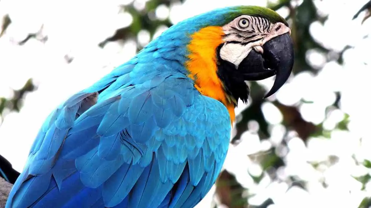 aves de la selva tropical - Qué animales habitan en selva tropical