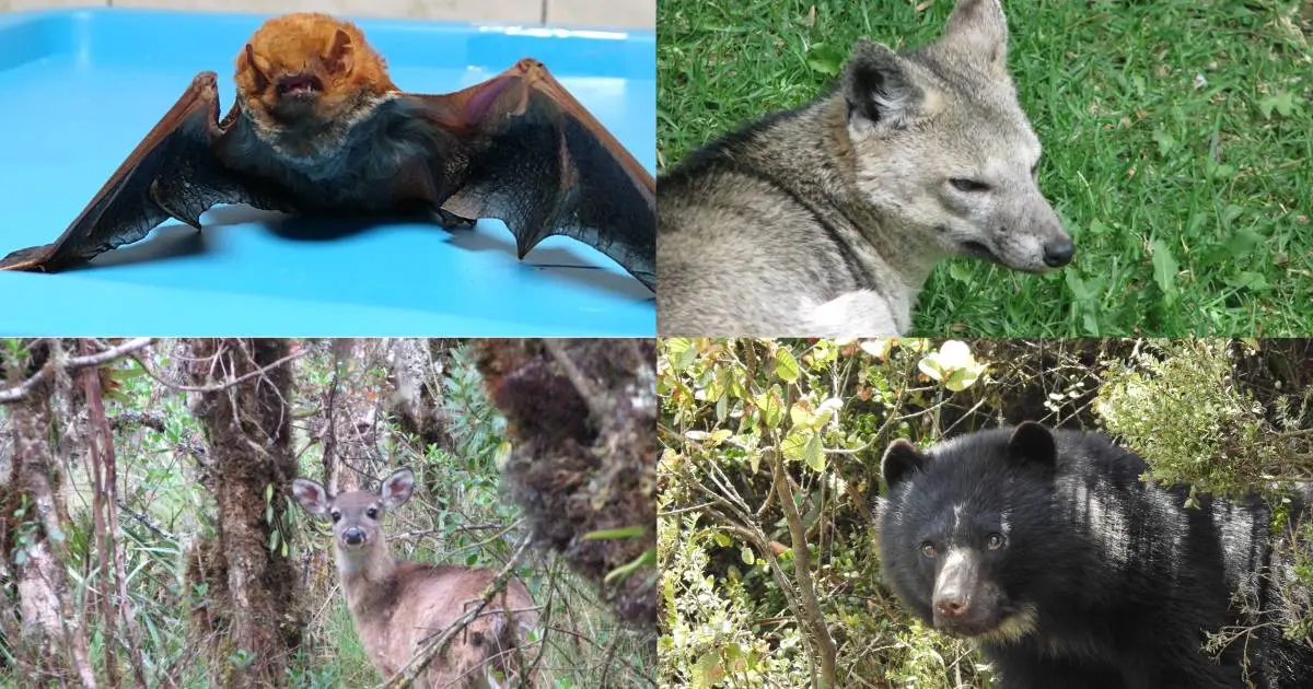 aves de bogota - Qué animales hay en Bogotá