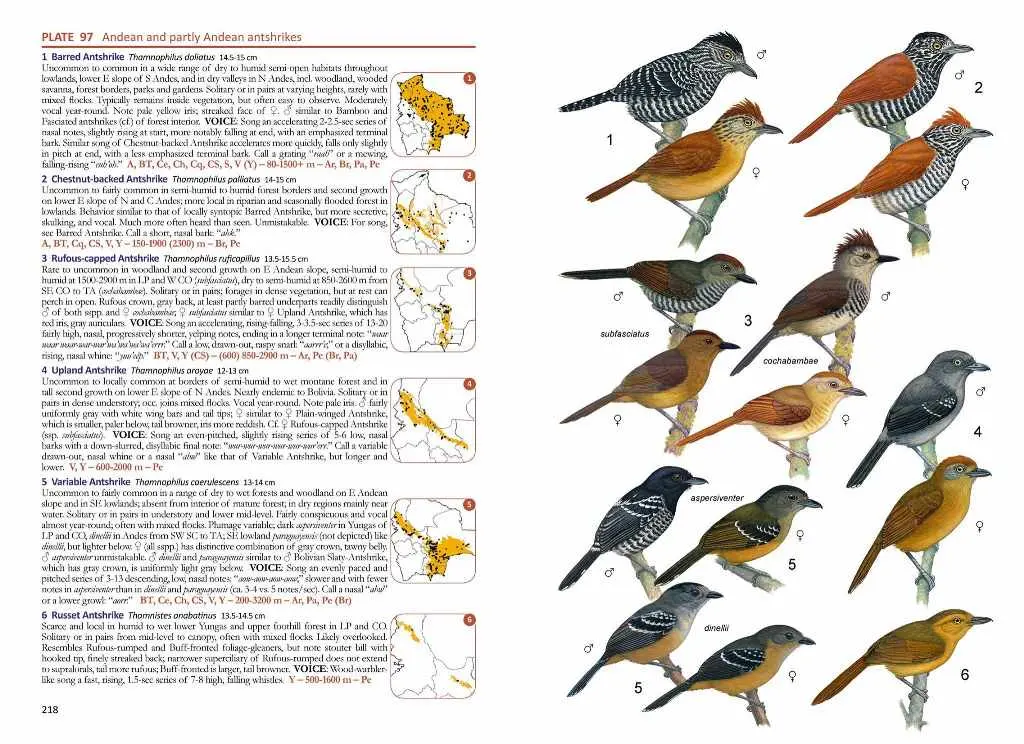 Aves de Santa Cruz, Bolivia - Qué animales hay en el departamento de Santa Cruz aves de santa cruz bolivia - Qué animales hay en el departamento de Santa Cruz
