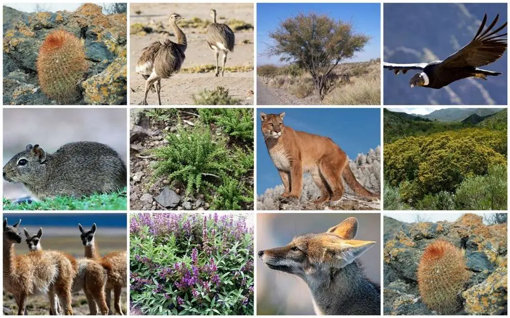 animales de la region cuyo aves - Qué animales hay en la región de Cuyo