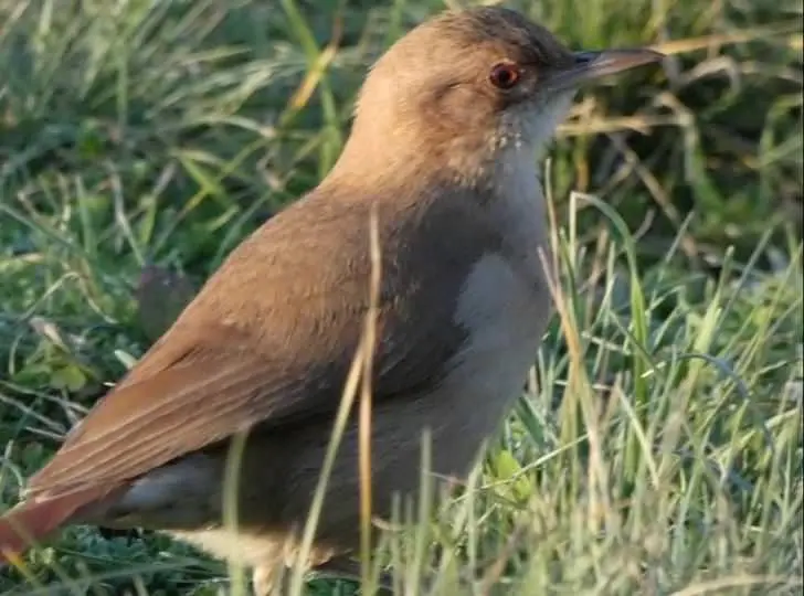 aves de la pampa - Qué animales hay en la región pampeana