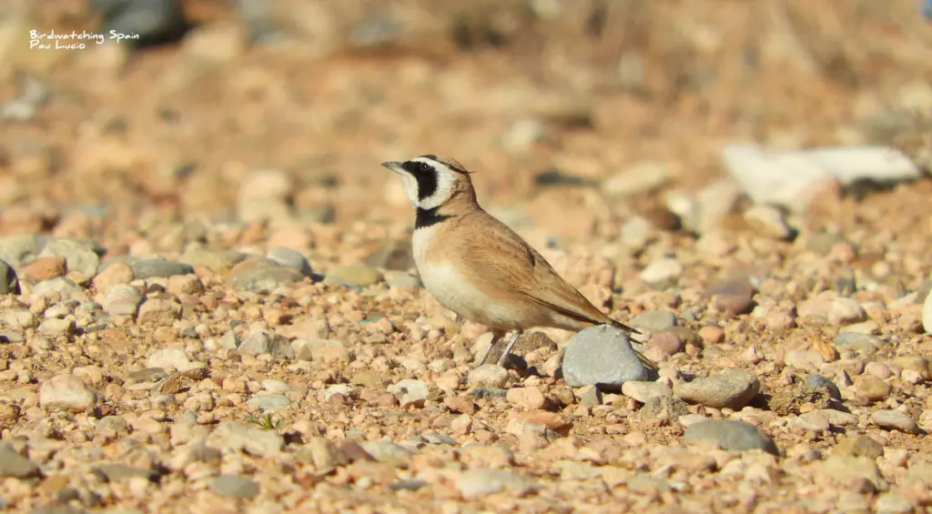 marruecos aves - Qué animales hay en Marruecos