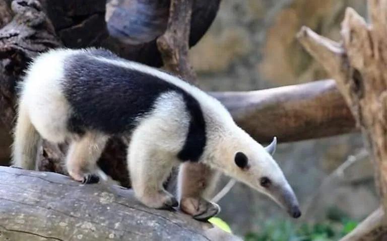 osos hormigueros aguara guazu jabali cigeñas loros y yacares - Qué animales marinos hay en Argentina