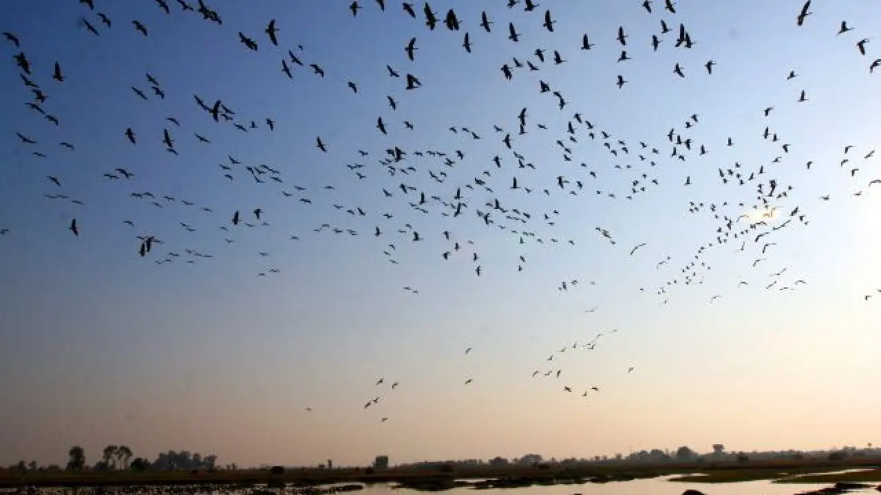 Migración de aves en Perú: un espectáculo natural - Qué animales migran en Perú migracion de aves en peru - Qué animales migran en Perú