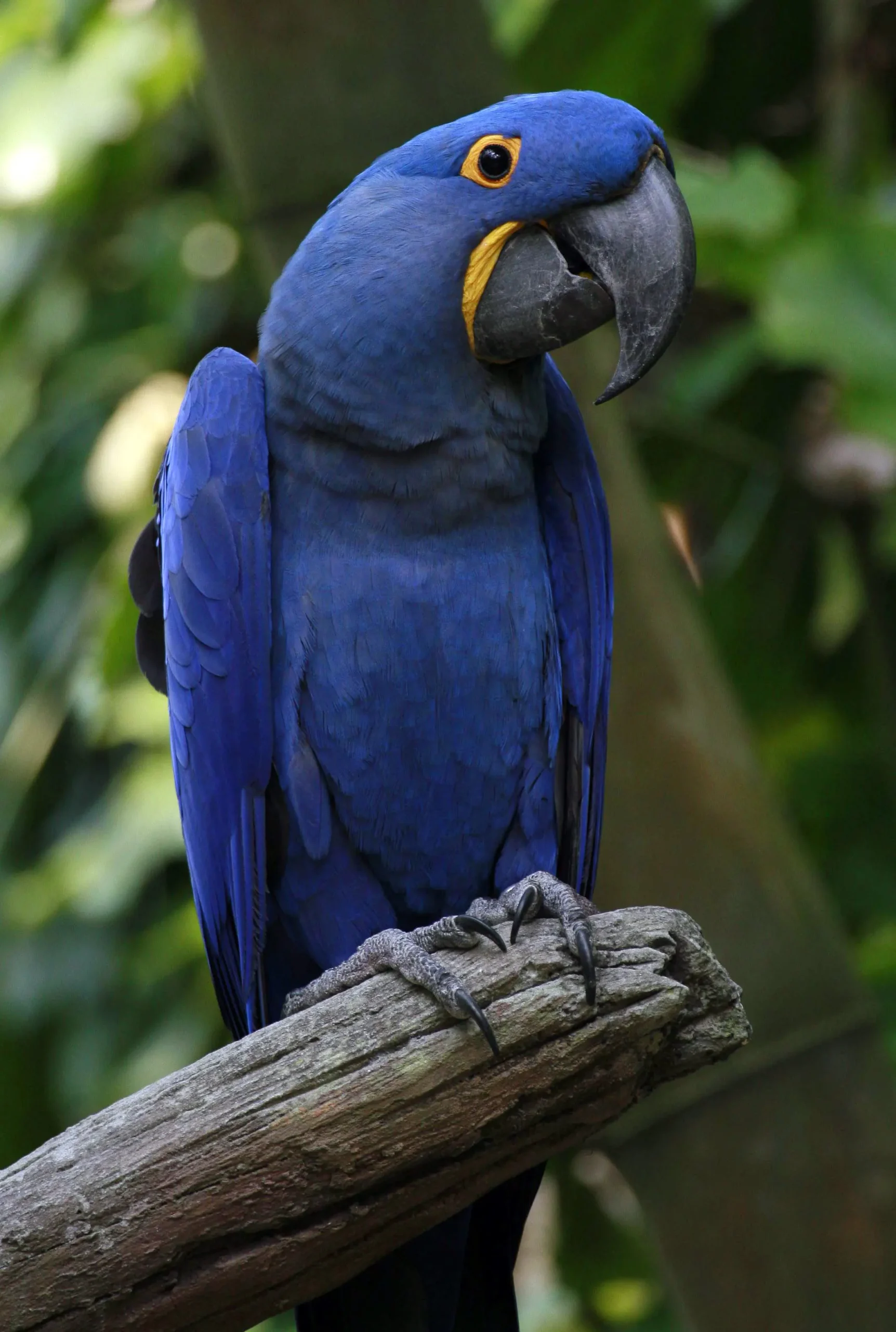 El impacto del amazónico en las aves guacamayos - Qué animales no más viven en la Amazonía en que le afecta el amasona a estas aves guacamayos - Qué animales no más viven en la Amazonía