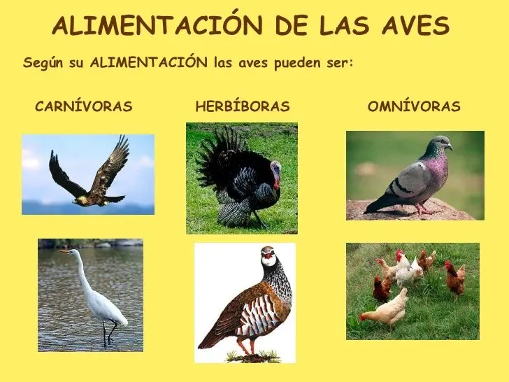 los pajaros son omnivoros - Qué animales no son omnívoros