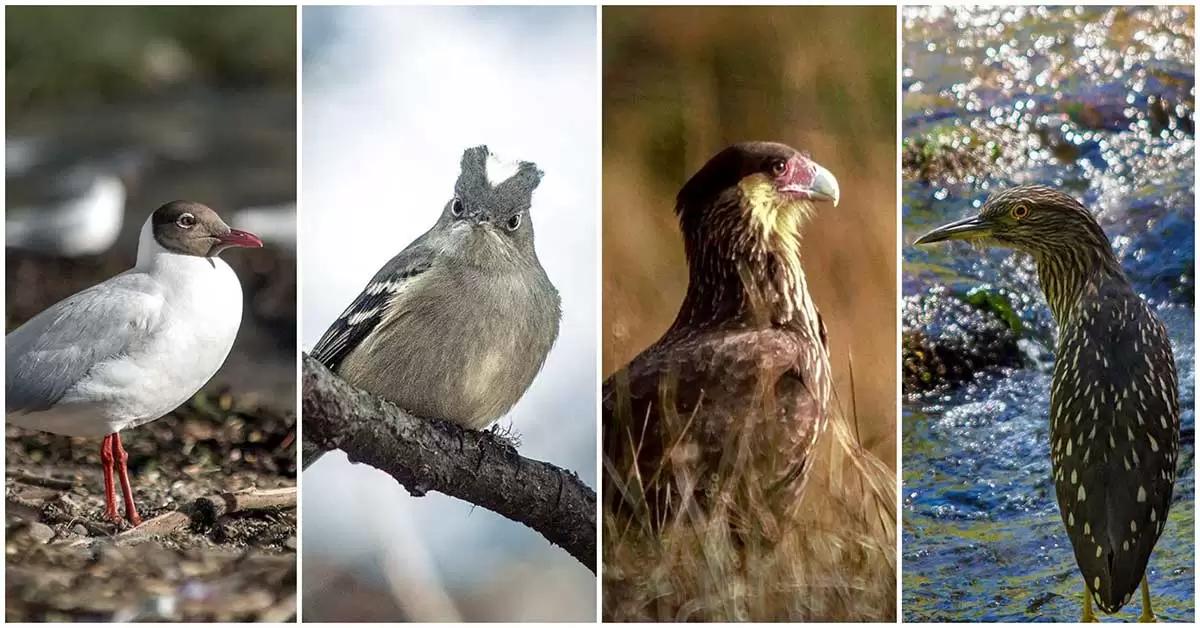 aves autoctonas de neuquen - Qué animales podemos encontrar en la provincia de Neuquén