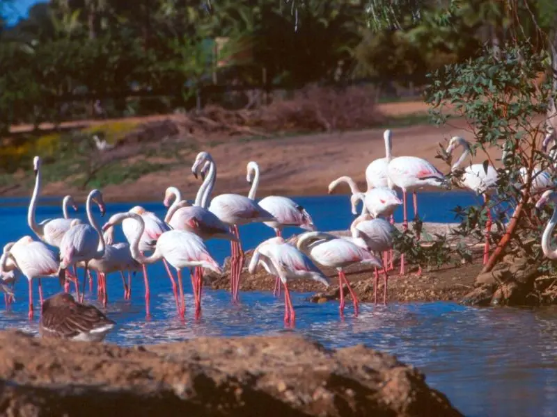 reserva de pajaros - Qué animales podemos encontrar en la reserva