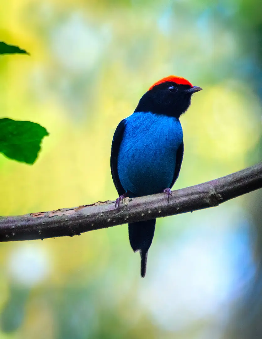 animales que viven en la selva misi8nera aves fauna - Qué animales podemos encontrar en Misiones