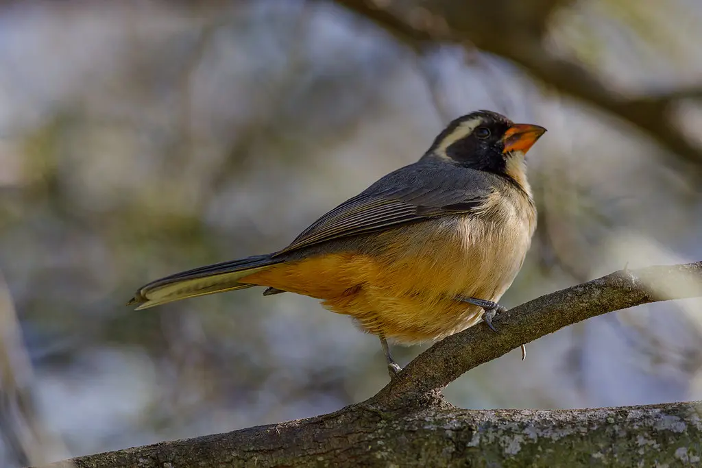 aves de la reserva ecologica costanera sur - Qué animales podés encontrar en Buenos Aires