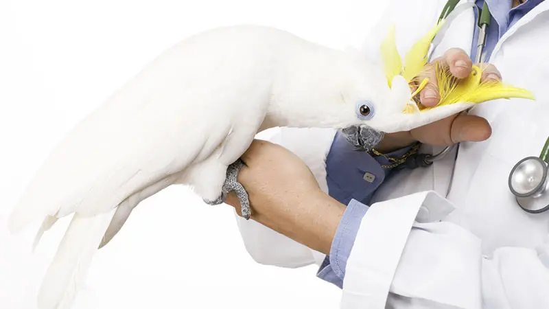 veterinario aves - Qué animales puede curar un veterinario